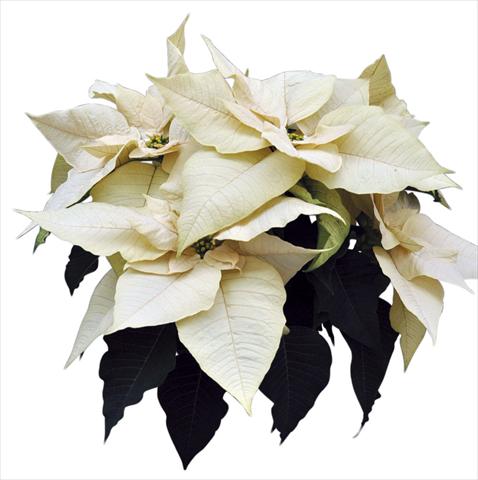 foto van een variëteit aan bloemen, te gebruiken als: Pot Poinsettia - Euphorbia pulcherrima Titan White