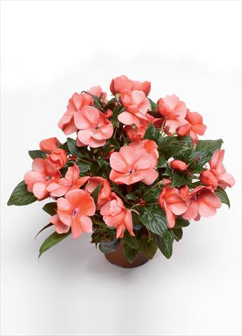 foto van een variëteit aan bloemen, te gebruiken als: Pot - en perkplant Impatiens hawkerii Florific Sweet Orange