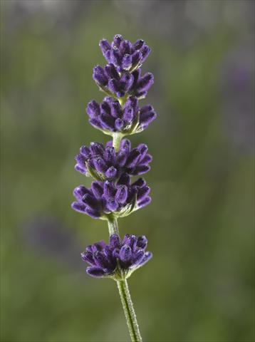 foto van een variëteit aan bloemen, te gebruiken als: Pot - en perkplant Lavandula angustifolia Aromatico Blue Compact