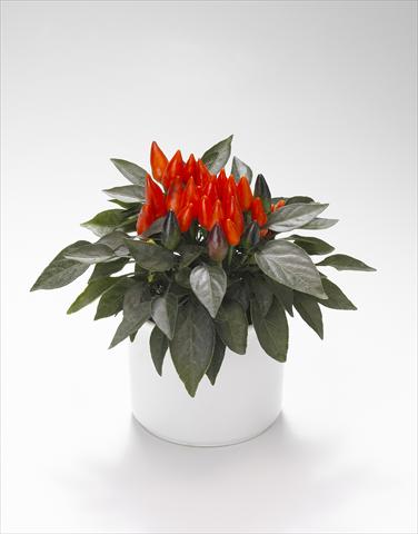 foto van een variëteit aan bloemen, te gebruiken als: Korf / Pot Capsicum annuum Favorit Red