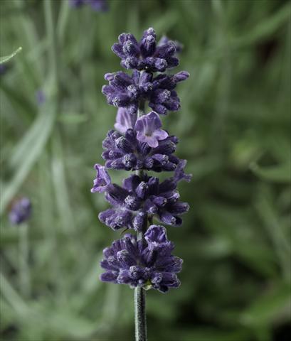 foto van een variëteit aan bloemen, te gebruiken als: Pot - en perkplant Lavandula angustifolia Aromatico Early Blu