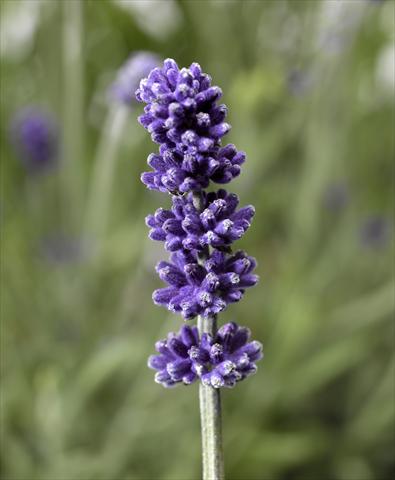 foto van een variëteit aan bloemen, te gebruiken als: Pot - en perkplant Lavandula angustifolia Aromatico Forte