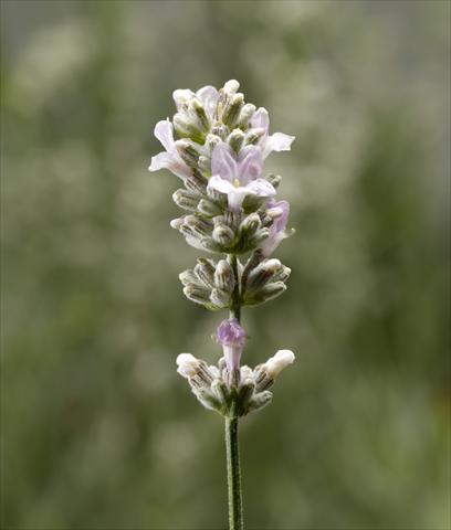 foto van een variëteit aan bloemen, te gebruiken als: Pot - en perkplant Lavandula angustifolia Aromatico Silver