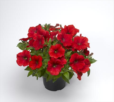 foto van een variëteit aan bloemen, te gebruiken als: Pot - en perkplant Petunia hybrida Sanguna Patio Red