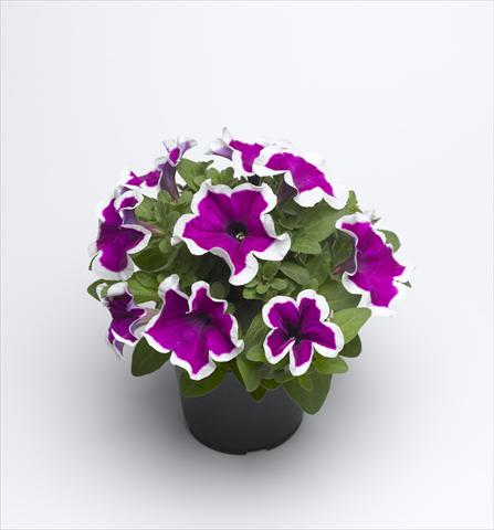 foto van een variëteit aan bloemen, te gebruiken als: Pot - en perkplant Petunia hybrida Sanguna Purple Picotee