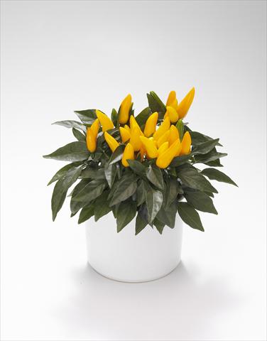 foto van een variëteit aan bloemen, te gebruiken als: Korf / Pot Capsicum annuum Favorit Yellow
