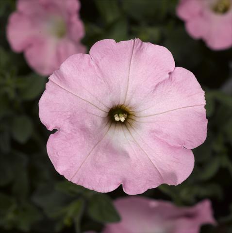 foto van een variëteit aan bloemen, te gebruiken als: Pot - en perkplant Petunia hybrida Sanguna Sweet Pink