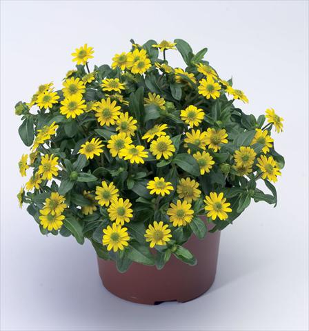 foto van een variëteit aan bloemen, te gebruiken als: Pot Sanvitalia procumbens Sundance Compact Improved