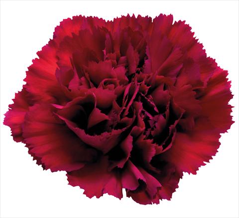 photo of flower to be used as: Pot Dianthus caryophyllus Grace