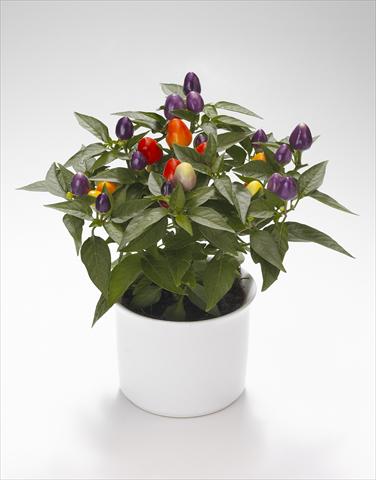 foto van een variëteit aan bloemen, te gebruiken als: Korf / Pot Capsicum annuum Festival Bicolor