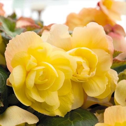 foto van een variëteit aan bloemen, te gebruiken als: Pot - en perkplant Begonia tuberhybrida Illumination® Lemon F1