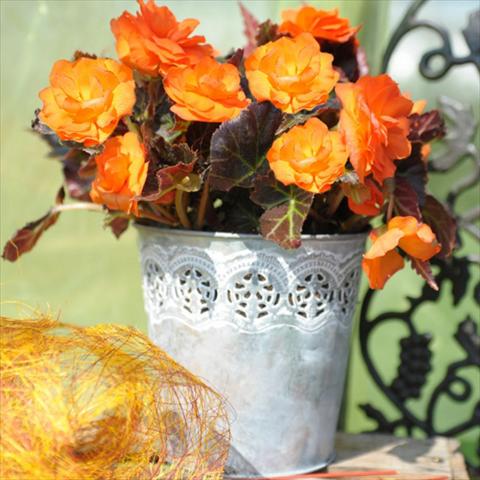 foto van een variëteit aan bloemen, te gebruiken als: Pot Begonia tuberhybrida Nonstop® Serie Mocca Bright Orange F1