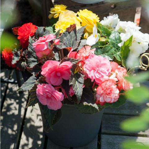 foto van een variëteit aan bloemen, te gebruiken als: Pot Begonia tuberhybrida Nonstop® Serie Mocca Mix F1