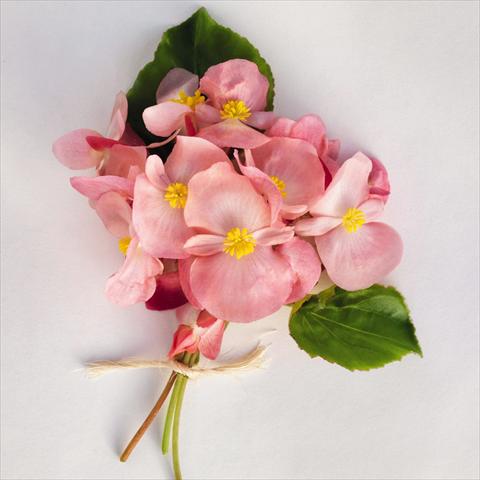 foto van een variëteit aan bloemen, te gebruiken als: Pot - en perkplant Begonia x benariensis BIG® Pink Green Leaf  F1
