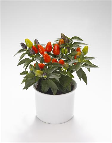 foto van een variëteit aan bloemen, te gebruiken als: Korf / Pot Capsicum annuum Festival Orange