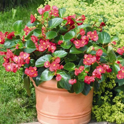 foto van een variëteit aan bloemen, te gebruiken als: Pot - en perkplant Begonia x benariensis BIG® Red Green Leaf F1