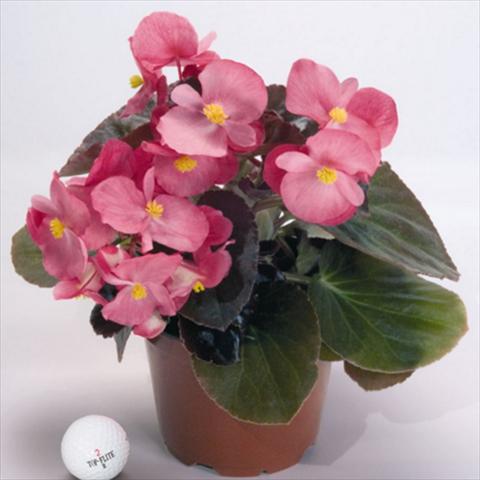 foto van een variëteit aan bloemen, te gebruiken als: Pot - en perkplant Begonia x benariensis BIG® Rose Bronze Leaf F1