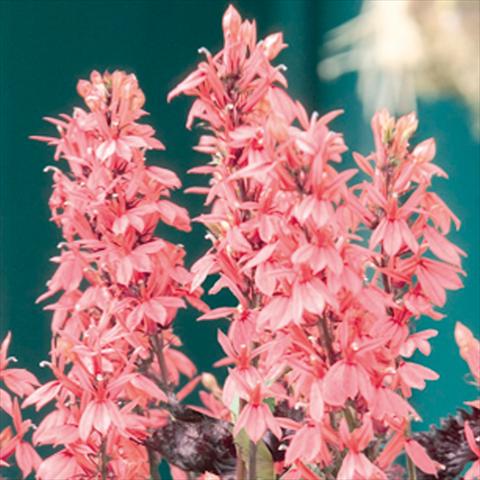 foto van een variëteit aan bloemen, te gebruiken als: Perkplant / Borders Lobelia speciosa Fan® Salmon
