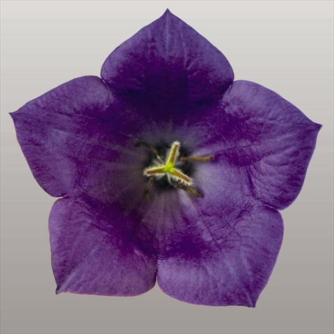 foto van een variëteit aan bloemen, te gebruiken als: Perkplant / Borders Campanula carpatica Pearl Deep Blue F1