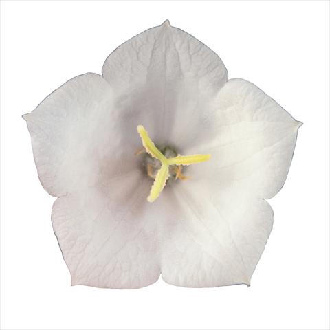 foto van een variëteit aan bloemen, te gebruiken als: Perkplant / Borders Campanula carpatica Pearl White Pearl F1
