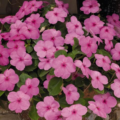 foto van een variëteit aan bloemen, te gebruiken als: Perkplant / Borders Impatiens walleriana Lollipop™ Bubblegum Pink F1