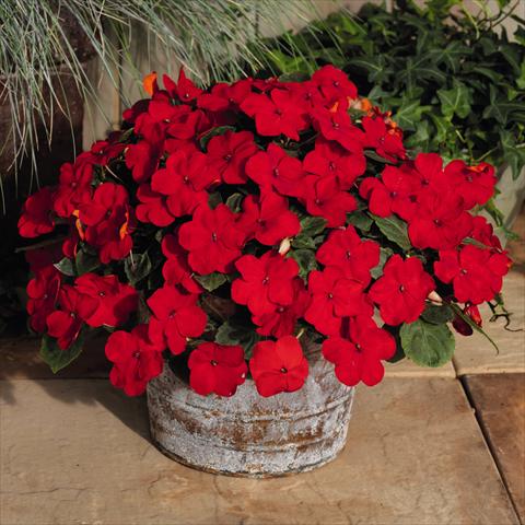 foto van een variëteit aan bloemen, te gebruiken als: Pot - en perkplant Impatiens walleriana Lollipop™ Cherry Red F1