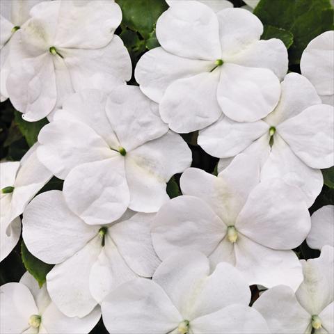 foto van een variëteit aan bloemen, te gebruiken als: Pot - en perkplant Impatiens walleriana Lollipop™ Coconut White F1
