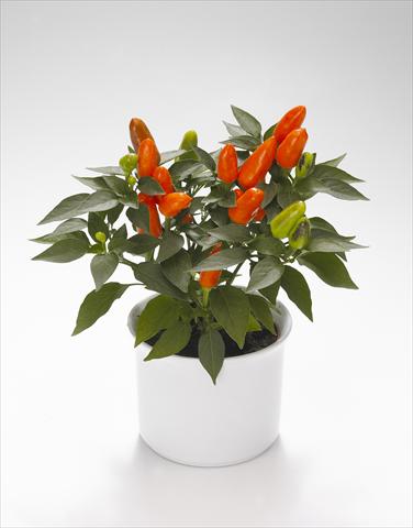 foto van een variëteit aan bloemen, te gebruiken als: Korf / Pot Capsicum annuum Karneval Deep Orange