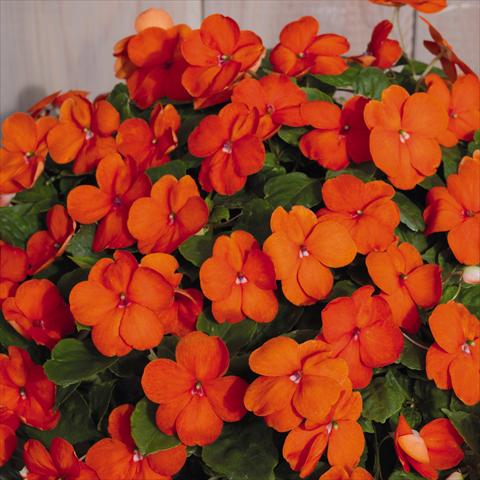 foto van een variëteit aan bloemen, te gebruiken als: Pot - en perkplant Impatiens walleriana Lollipop™ Orange F1
