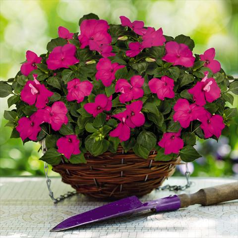foto van een variëteit aan bloemen, te gebruiken als: Pot - en perkplant Impatiens walleriana Lollipop™ Pomegranate Carmine F1