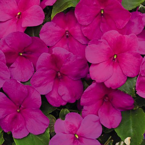 foto van een variëteit aan bloemen, te gebruiken als: Pot - en perkplant Impatiens walleriana Lollipop™ Raspberry Violet F1