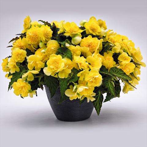 foto van een variëteit aan bloemen, te gebruiken als: Pot - en perkplant Begonia tuberhybrida Nonstop® JOY Yellow F1