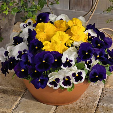 foto van een variëteit aan bloemen, te gebruiken als: Pot - en perkplant Viola wittrockiana Inspire® DeluXXe F1 Blueberry Mix
