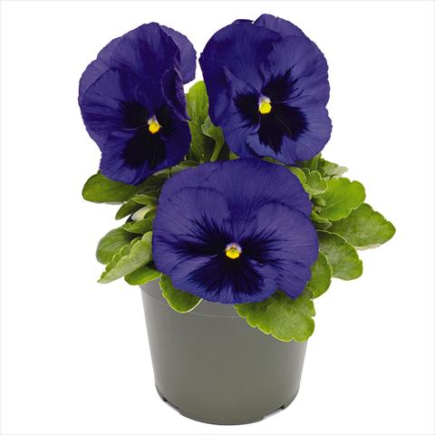 foto van een variëteit aan bloemen, te gebruiken als: Pot - en perkplant Viola wittrockiana Inspire® DeluXXe F1 Deep-Blue-Blotch