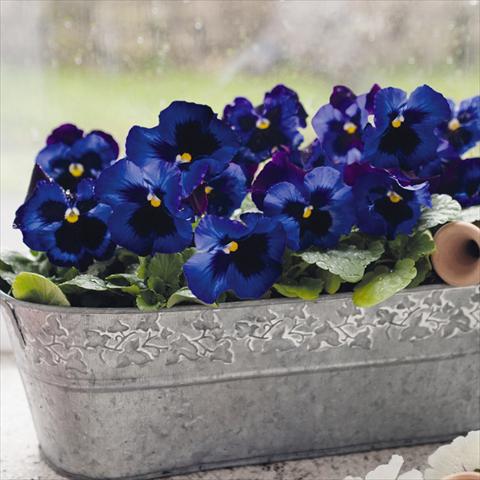 foto van een variëteit aan bloemen, te gebruiken als: Pot - en perkplant Viola wittrockiana Inspire® F1 DeluXXe Denim