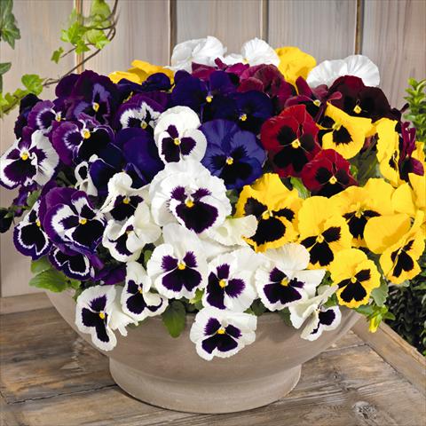 foto van een variëteit aan bloemen, te gebruiken als: Pot - en perkplant Viola wittrockiana Inspire® F1 DeluXXe Maxi Mix