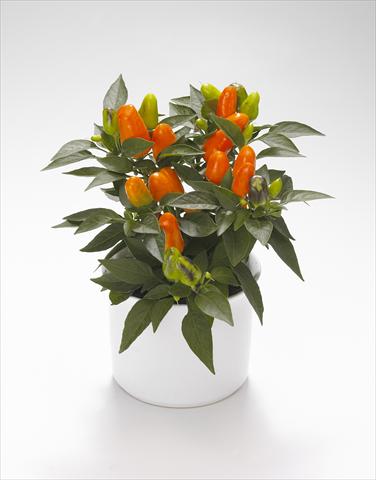 foto van een variëteit aan bloemen, te gebruiken als: Korf / Pot Capsicum annuum Karneval Orange