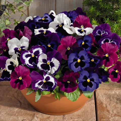 foto van een variëteit aan bloemen, te gebruiken als: Pot - en perkplant Viola wittrockiana Inspire® F1 DeluXXe Mulberry Mix
