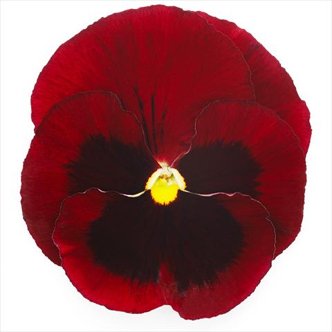 foto van een variëteit aan bloemen, te gebruiken als: Pot - en perkplant Viola wittrockiana Inspire® F1 DeluXXe Red Blotch