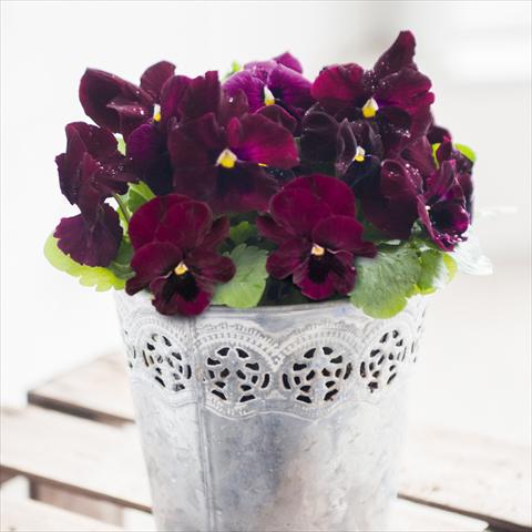 foto van een variëteit aan bloemen, te gebruiken als: Pot - en perkplant Viola wittrockiana Inspire® F1 DeluXXe Rose Blotch