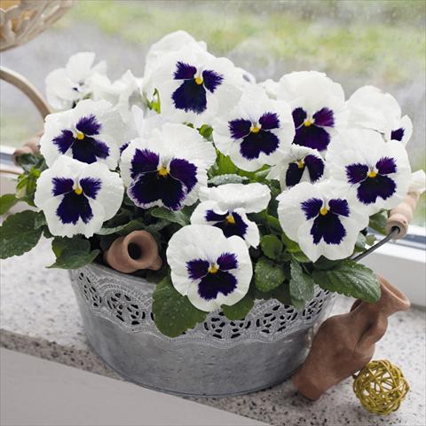 foto van een variëteit aan bloemen, te gebruiken als: Pot - en perkplant Viola wittrockiana Inspire® F1 DeluXXe White Blotch