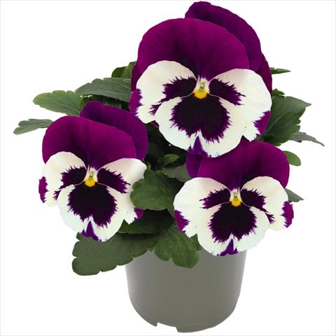 foto van een variëteit aan bloemen, te gebruiken als: Pot - en perkplant Viola wittrockiana Inspire® F1 DeluXXe White Violet Wing