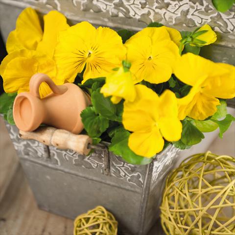 foto van een variëteit aan bloemen, te gebruiken als: Pot - en perkplant Viola wittrockiana Inspire® F1 DeluXXe Yellow