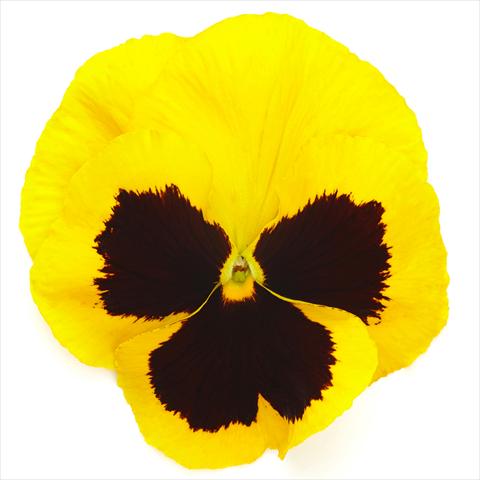 foto van een variëteit aan bloemen, te gebruiken als: Pot - en perkplant Viola wittrockiana Inspire® F1 DeluXXe Yellow Blotch