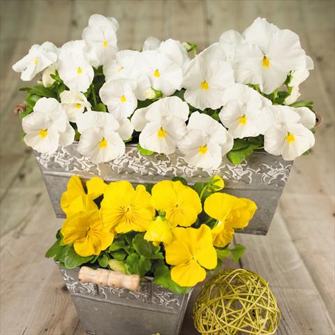 foto van een variëteit aan bloemen, te gebruiken als: Pot - en perkplant Viola wittrockiana Inspire® F1 DeluXXe Yellow & White