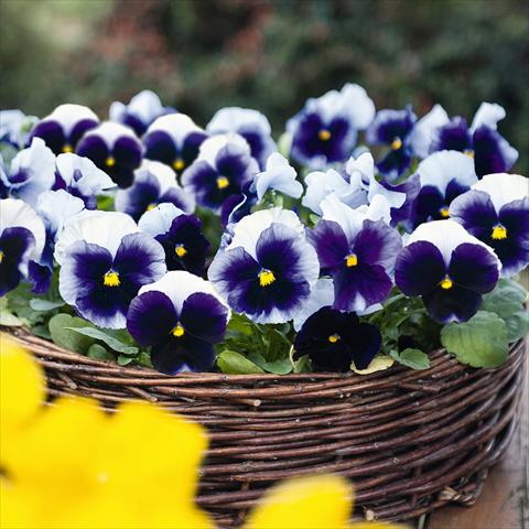 foto van een variëteit aan bloemen, te gebruiken als: Pot - en perkplant Viola wittrockiana Inspire® F1 PLUS Beaconsfield