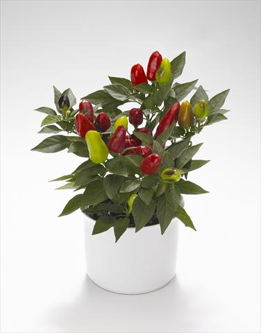 foto van een variëteit aan bloemen, te gebruiken als: Korf / Pot Capsicum annuum Karneval Red