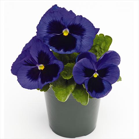 foto van een variëteit aan bloemen, te gebruiken als: Pot - en perkplant Viola wittrockiana Inspire® F1 PLUS Blue Blotch