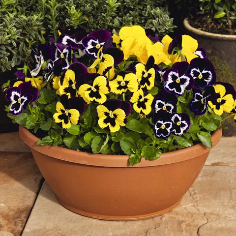foto van een variëteit aan bloemen, te gebruiken als: Pot - en perkplant Viola wittrockiana Inspire® F1 PLUS Mardi Gras Mix