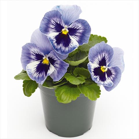 foto van een variëteit aan bloemen, te gebruiken als: Pot - en perkplant Viola wittrockiana  F1 Inspire® Serie PLUS Marina